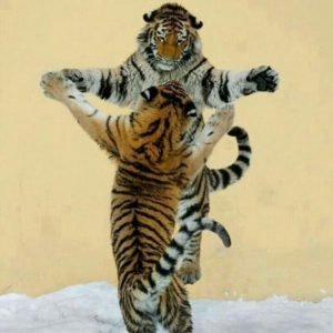 tiger playing