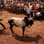 All You Need To Know About Jallikattu